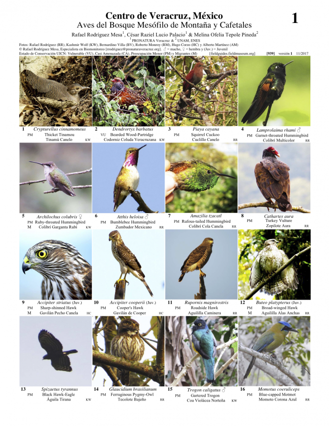 939_mexico_aves_de_bosque_mesofilo_y_cafetales.pdf