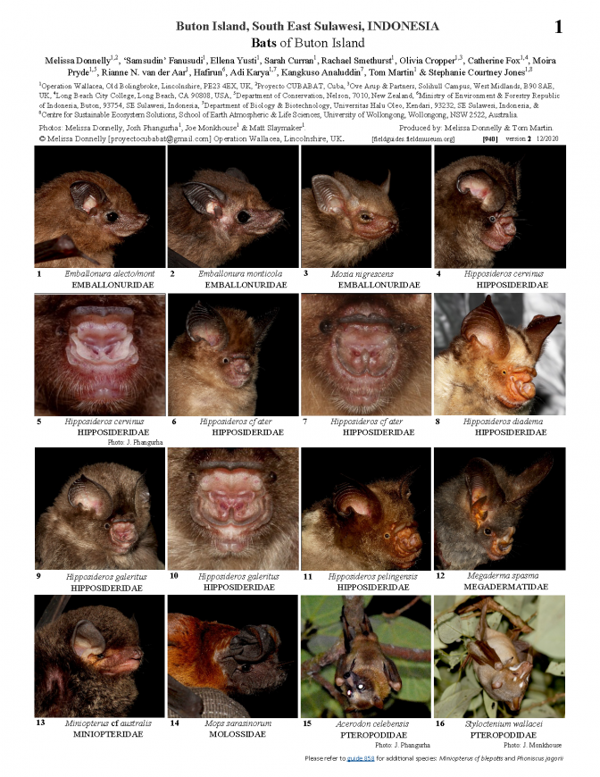 940 INDONESIA Bats of Buton Island_version2