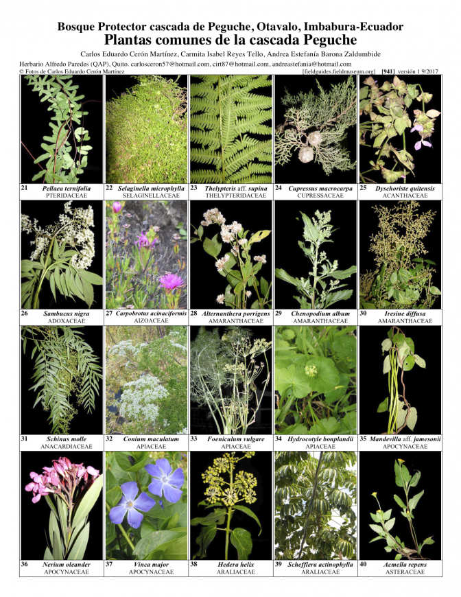 941_ecuador_plantas_de_la_cascada_peguche.pdf