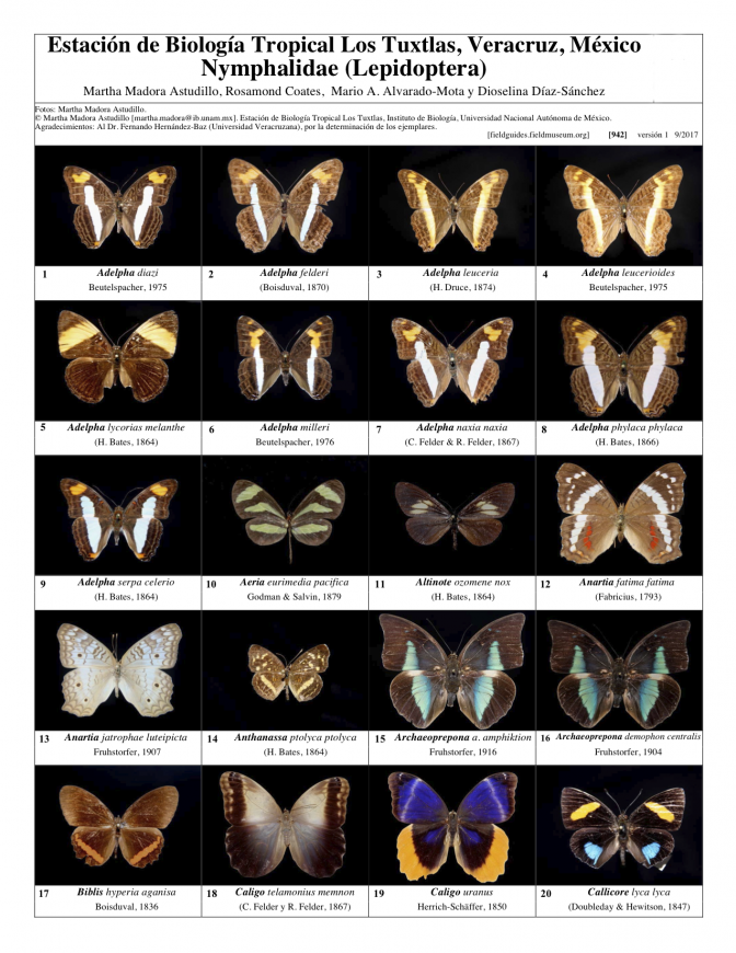 942_mexico_nymphalidae_de_los_tuxtlas.pdf