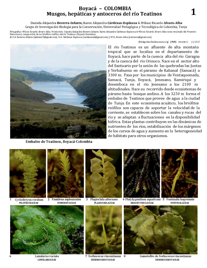 945_musgos_hepaticas_y_antoceros_rio_teatinos.pdf 