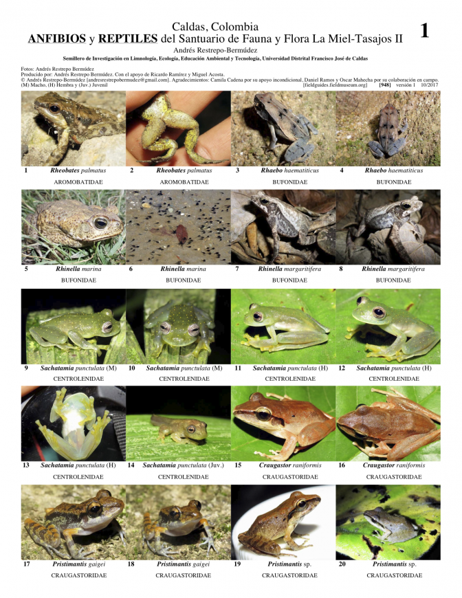  948_colombia_anfibios_y_reptiles_miel-tasajos_ii.pdf 