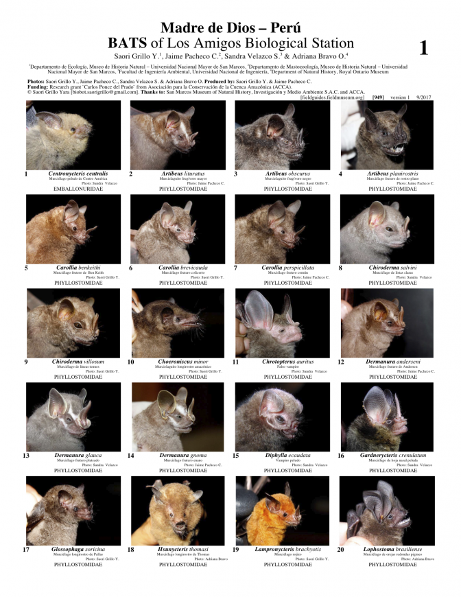 949_peru_bats_of_los_amigos.pdf 
