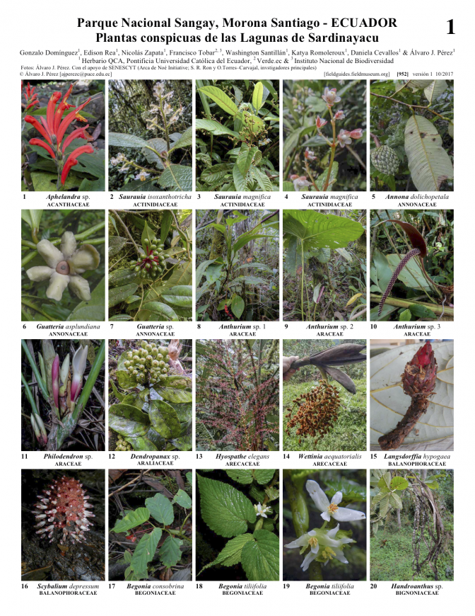 952_ecuador_plantas_de_sardinayacu.pdf