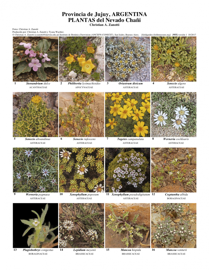 955_argentina_plantas_del_nevado_chani.pdf 