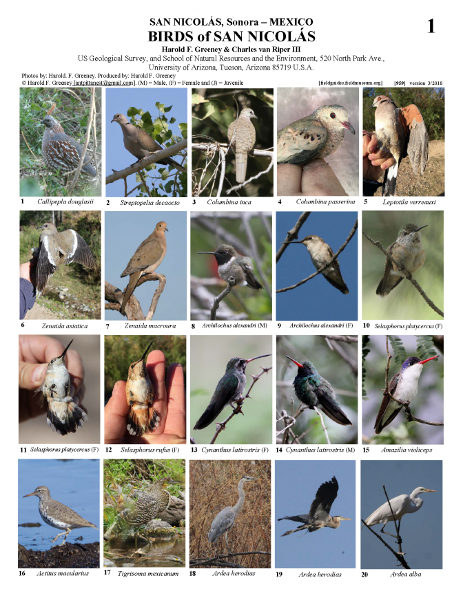 959_mexico_aves_de_san_nicolas.pdf 