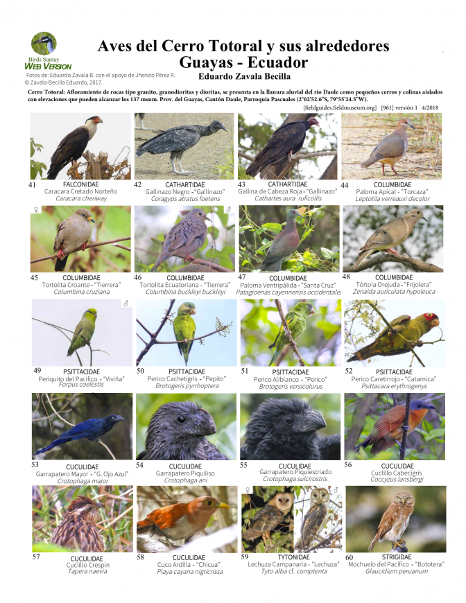 961_ecuador_aves_del_cerro_totoral.pdf 