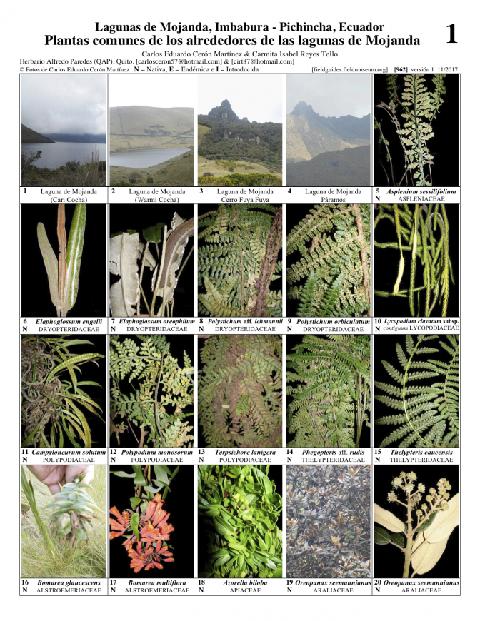  962_ecuador_plantas_de_la_laguna_de_mojanda.pdf