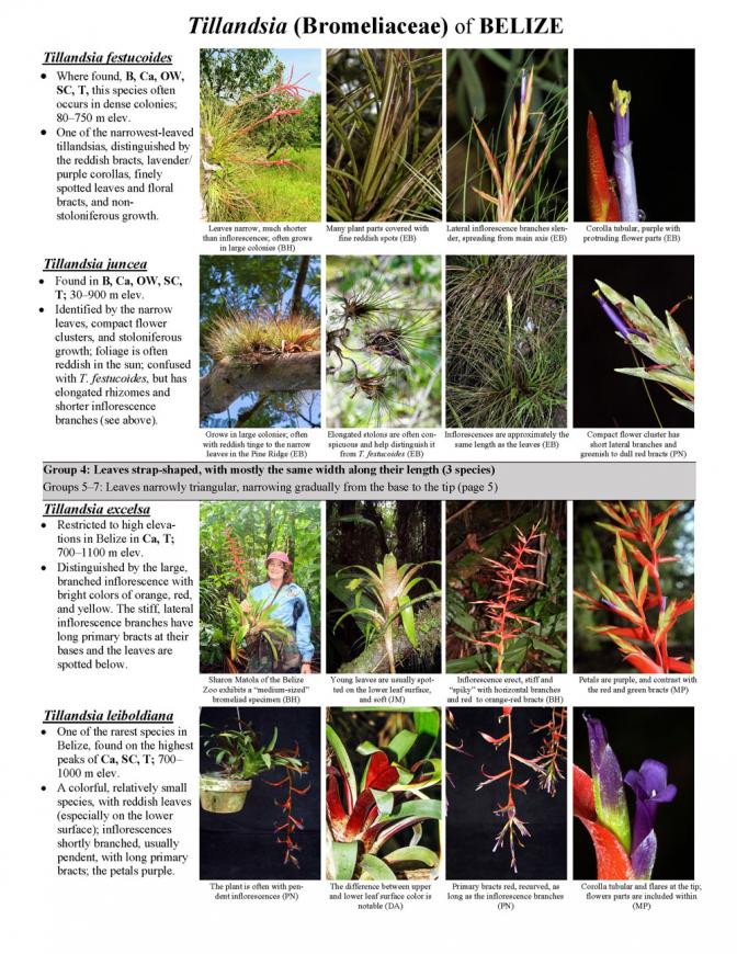 964_belize_tillandsia_bromeliaceae_of_belize.pdf 