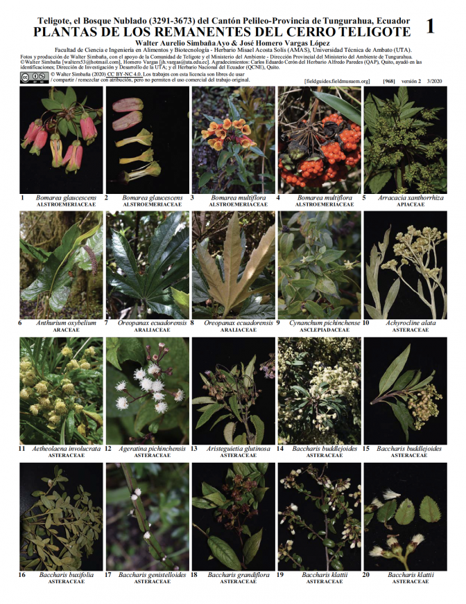 968_ecuador_plantas_de_los_remanentes_del_cerro_teligote.pdf 