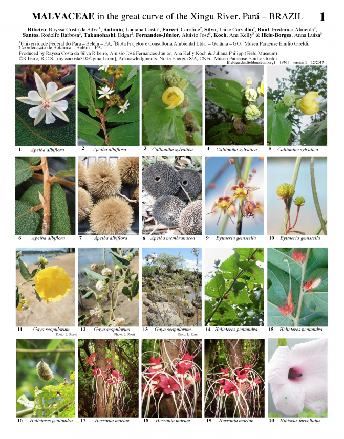 970_brazil_malvaceae_of_the_xingu_river.pdf