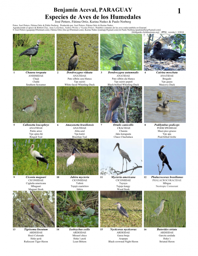 971_paraguay_aves_de_los_humedales.pdf 