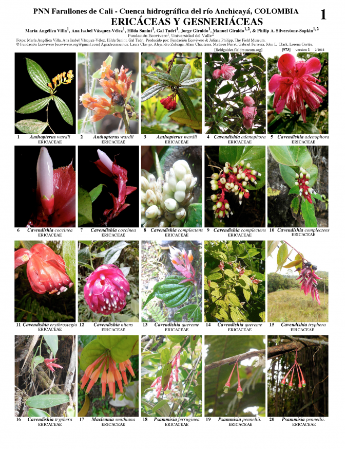 973_colombia_ericaceae_gesneriaceae_anchicaya.pdf 