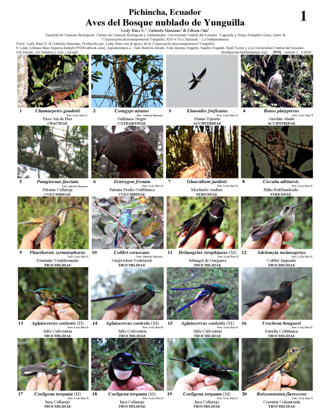 975_ecuador_aves_del_bosque_nublado_de_yunguilla.pdf