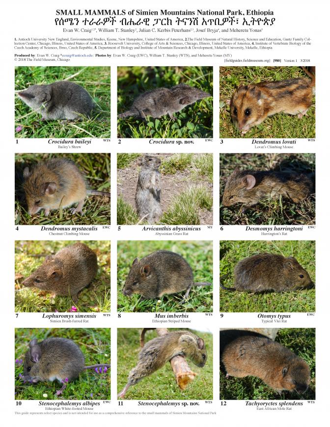 980_ethiopia_small_mammals_of_simien_mountains.pdf