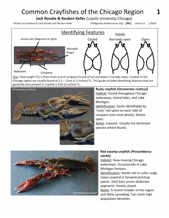 981_usa_common_crayfishes_of_the_chicago_region.pdf