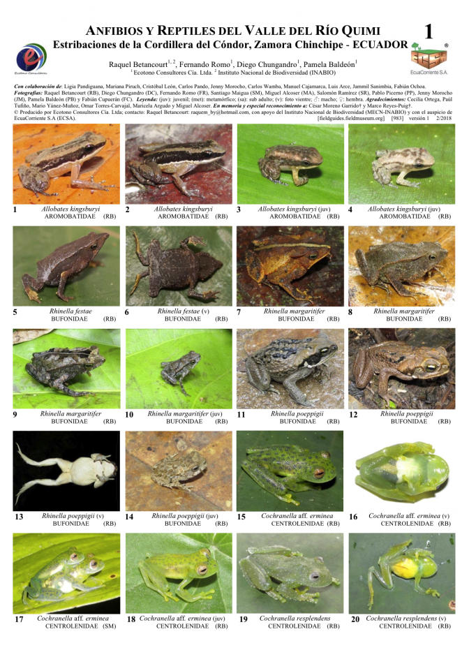 983_ecuador_amphibians_reptiles_of_quimi_riveri.pdf 