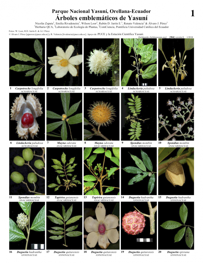 984_ecuador_arboles_emblematicos_de_yasuni.pdf 