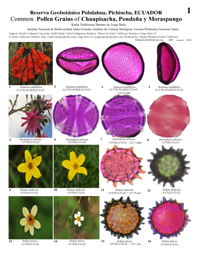 987_ecuador_common_pollen_plants.pdf