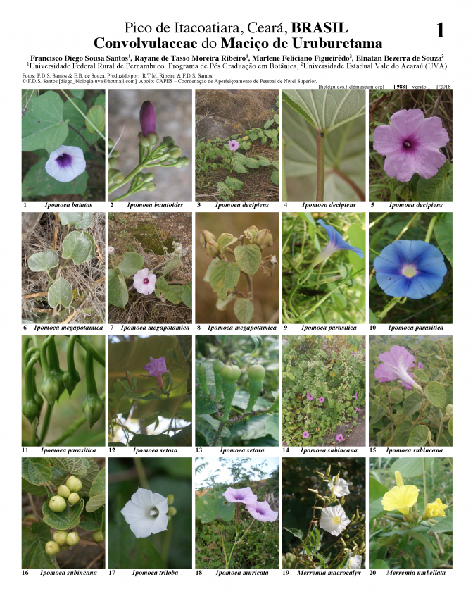 988_brazil_convolvulaceae_of_macico_de_uruburetama.pdf 