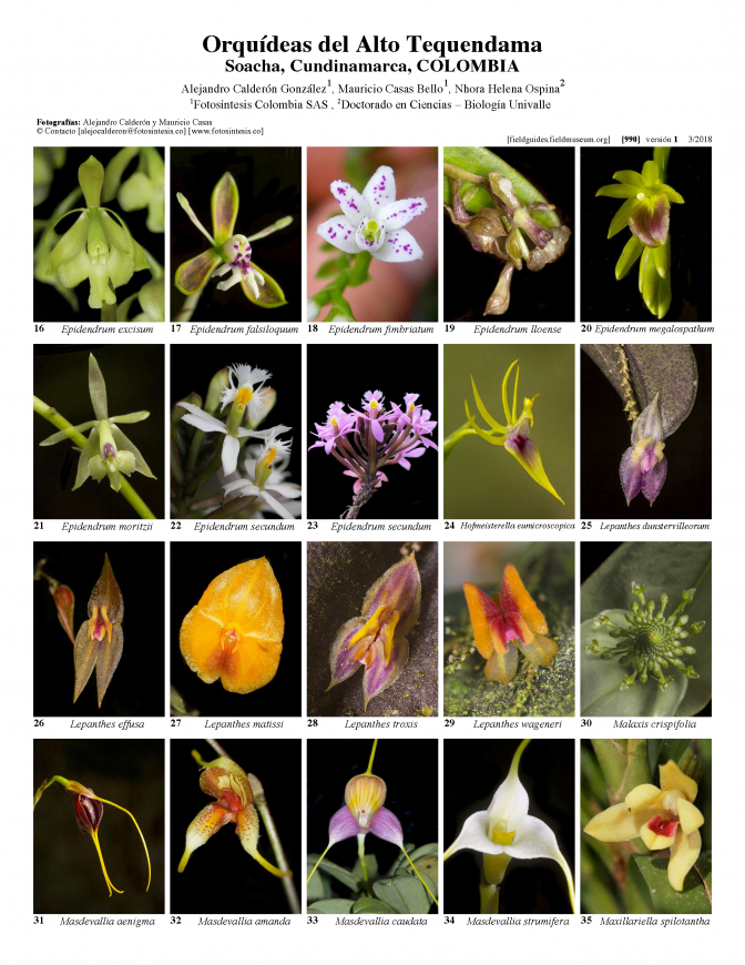 990_colombia_orquideas_del_alto_tequendama.pdf 