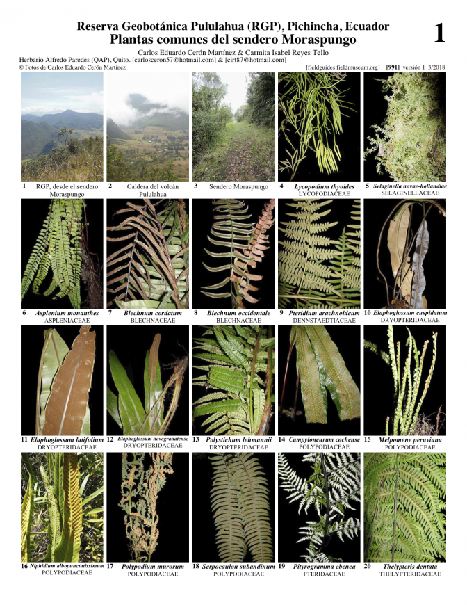  991_ecuador_plantas_del_sendero_moraspungo.pdf 