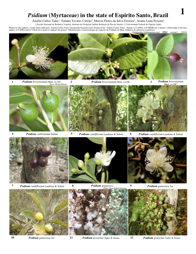  993_brazil_psidium_in_espirito_santo.pdf 