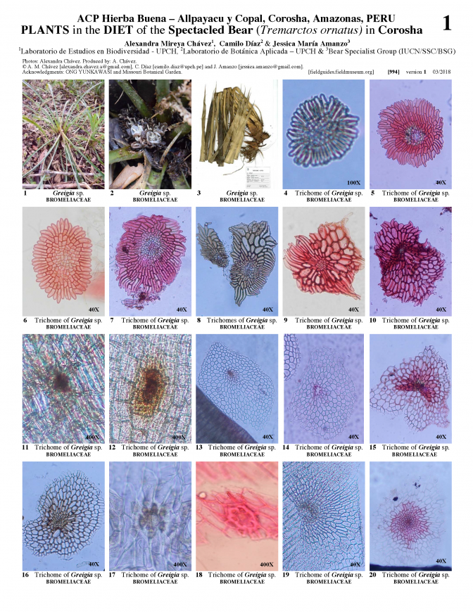 994_peru_plants_in_the_diet_of_tremarctos_ornatus.pdf