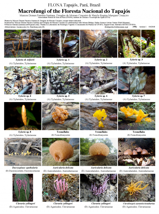 996_brazil_macrofungi_of_tapajos_national_forest.pdf 
