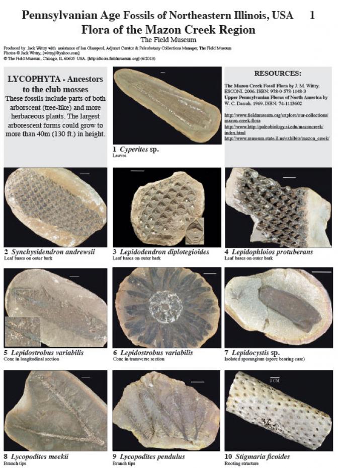 534_usa-age_fossils.pdf