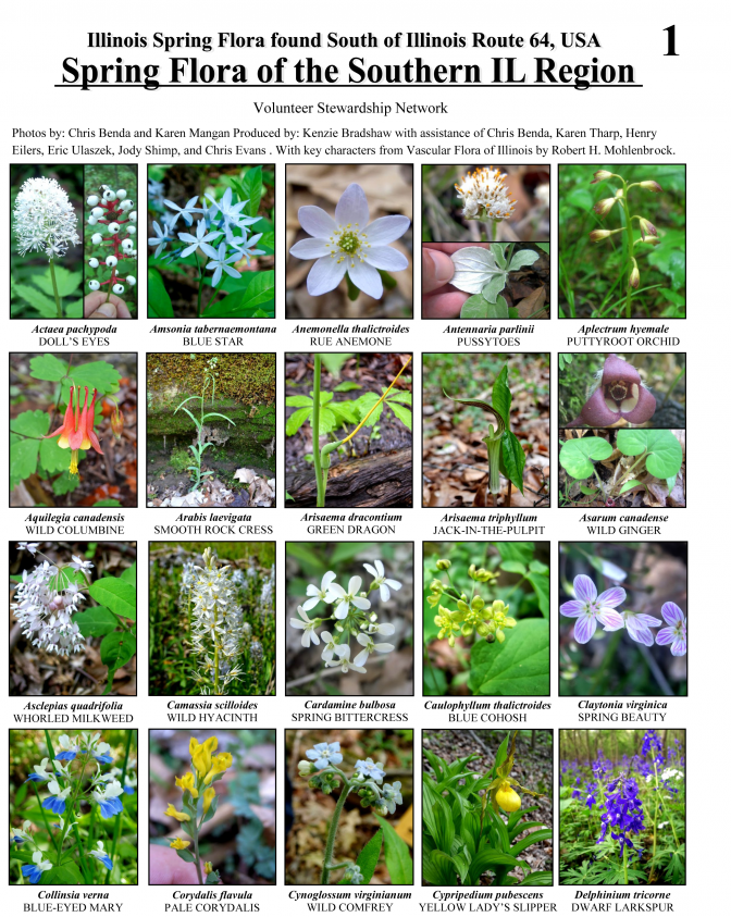 Flores da primavera da região sudeste de Illiinois