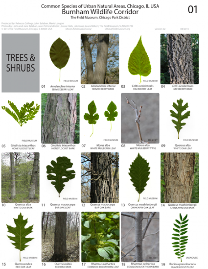 599_usa_common_species_of_burnham_wildlife_corridor.pdf