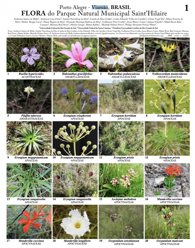 953_brazil_flora_of_sainthilaire_natural_park