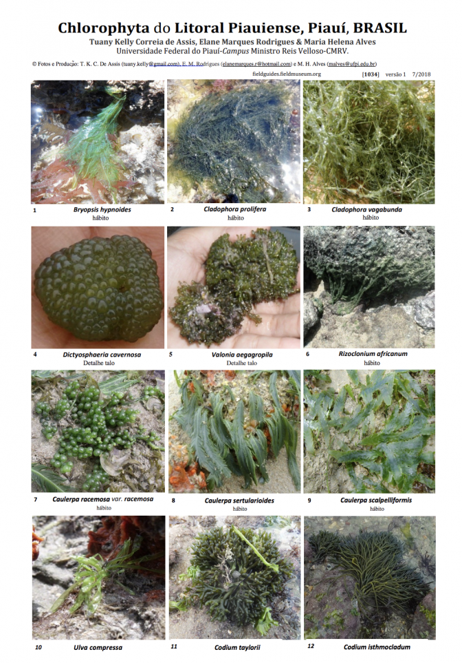 1034_brazil_chlorophyta_do_litoral_piauiense